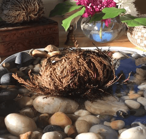 ROSE OF JERICHO: Abundance & Harmony - SpiritualClout