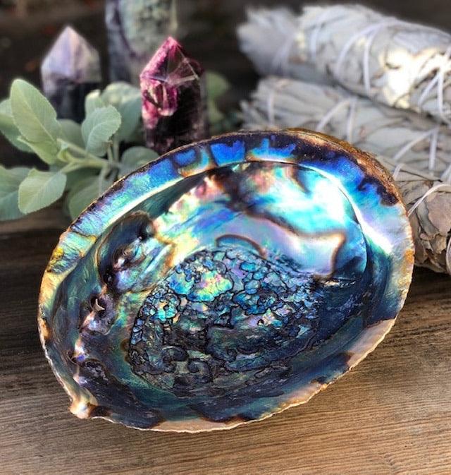 Abalone Shells - SpiritualClout